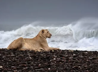 నేచర్ ఫోటోగ్రఫీ: 2025లో మేటి చిత్రాలు, ఆ జీవుల సొగసు చూడతరమా ..