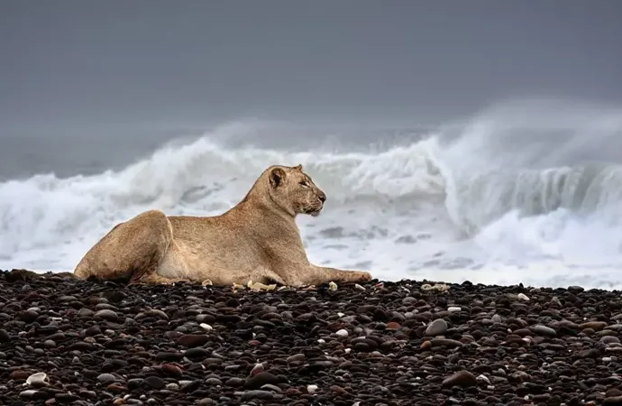 నేచర్ ఫోటోగ్రఫీ: 2025లో మేటి చిత్రాలు, ఆ జీవుల సొగసు చూడతరమా ..